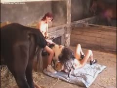 Black dog pees in the throat of its domina